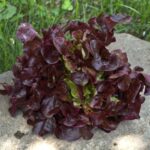 rouxai-lettuce-47-days-vegetables-pinetree-garden-seeds-520
